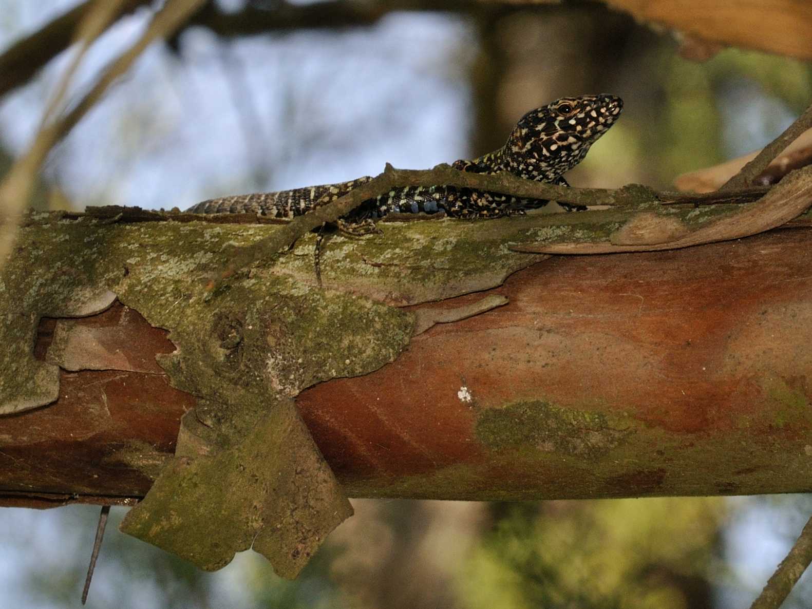 Lacertidae - Podarcis muralis